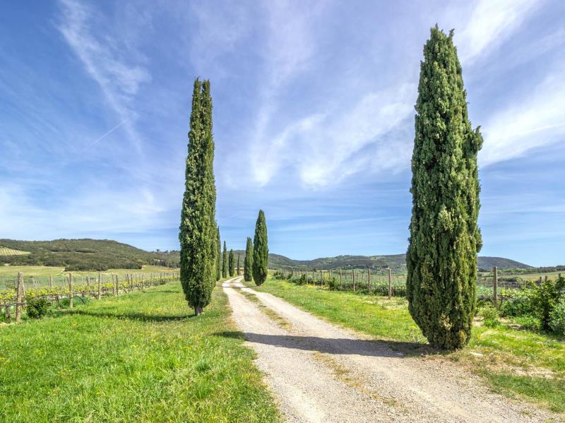 Charming farmhouse with Brunello vineyard for sale in Val d Orciar19   brunello di montalcino (31) itu38722-r19---brunello-di-montalcino-(31).